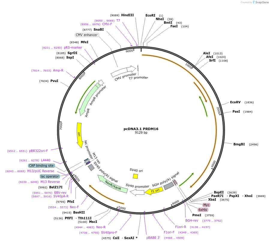 15503-plasmid-map-sequence-id-8301