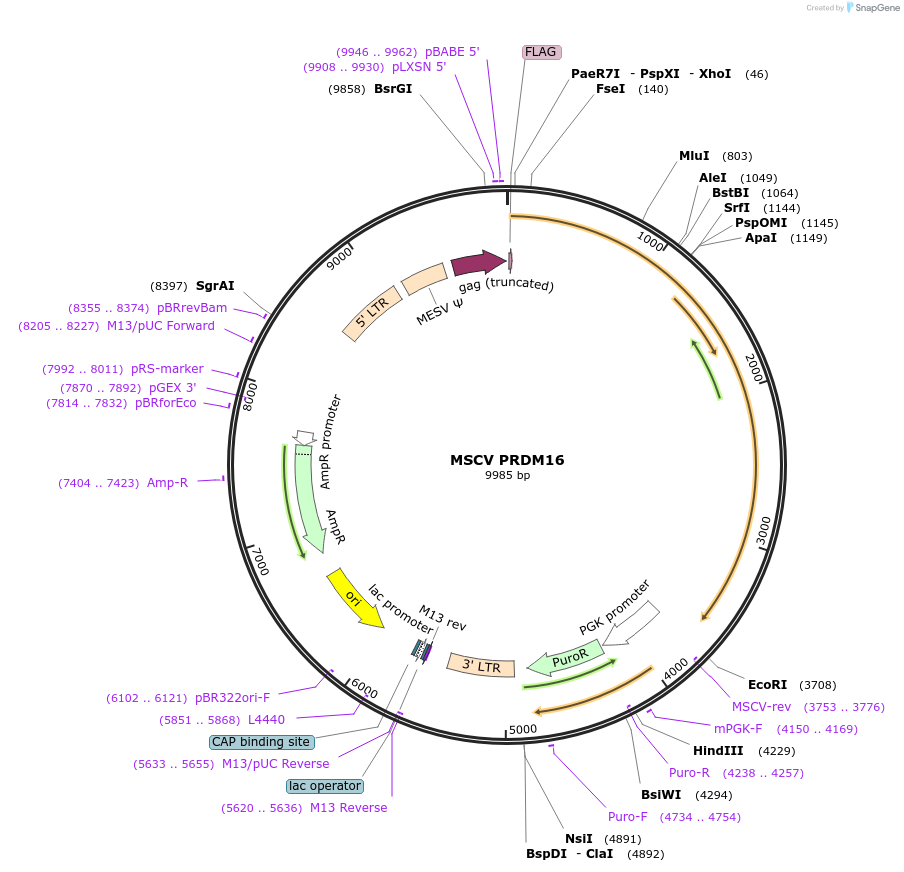 15504-plasmid-map-sequence-id-8302