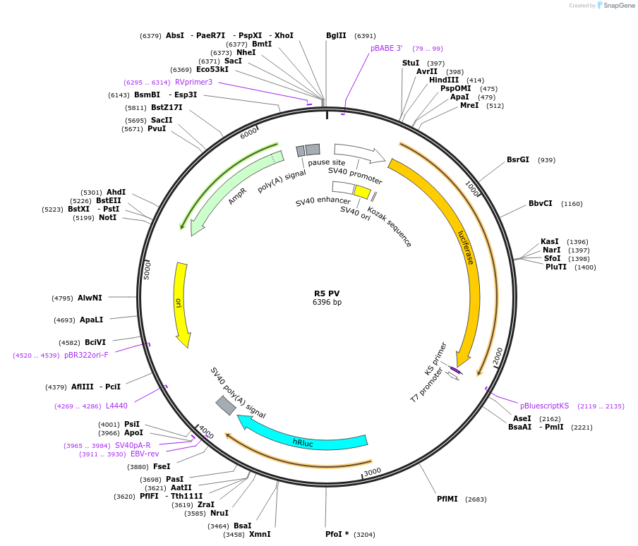 51734-plasmid-map-sequence-id-83027