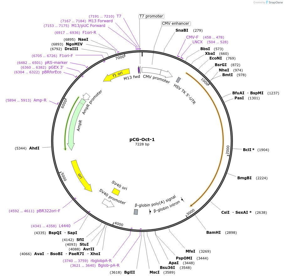 53306-plasmid-map-sequence-id-83059