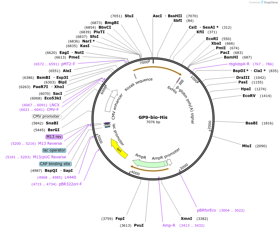 53332-plasmid-map-sequence-id-83063