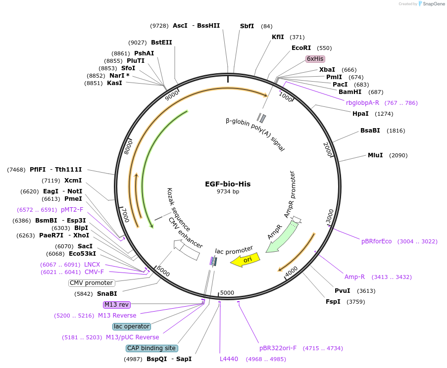 53340-plasmid-map-sequence-id-83070
