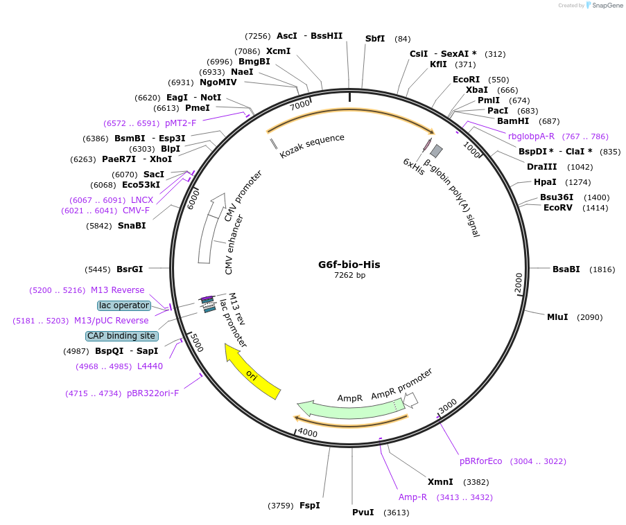 53342-plasmid-map-sequence-id-83072