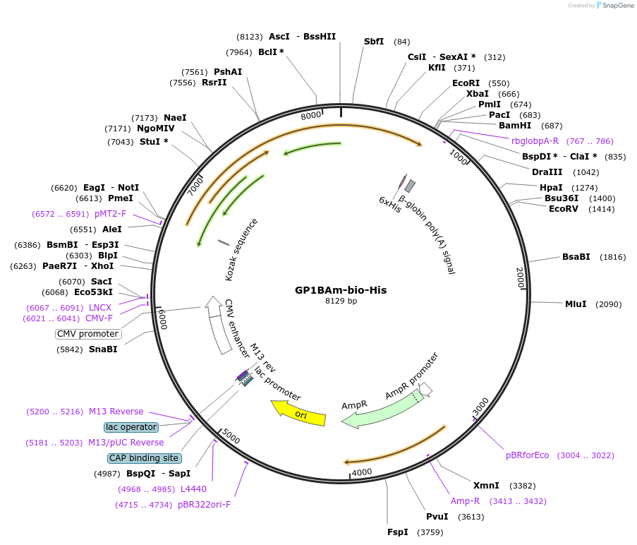 53344-plasmid-map-sequence-id-83074