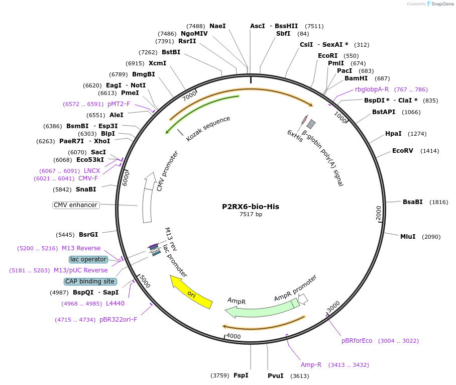 53360-plasmid-map-sequence-id-83084