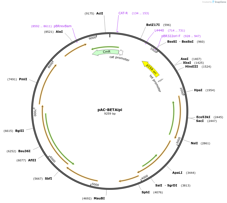 53277-plasmid-map-sequence-id-83121