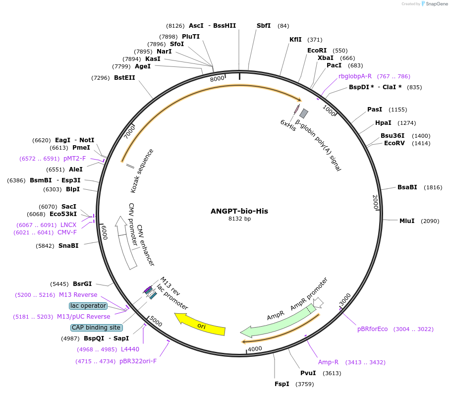 53404-plasmid-map-sequence-id-83180