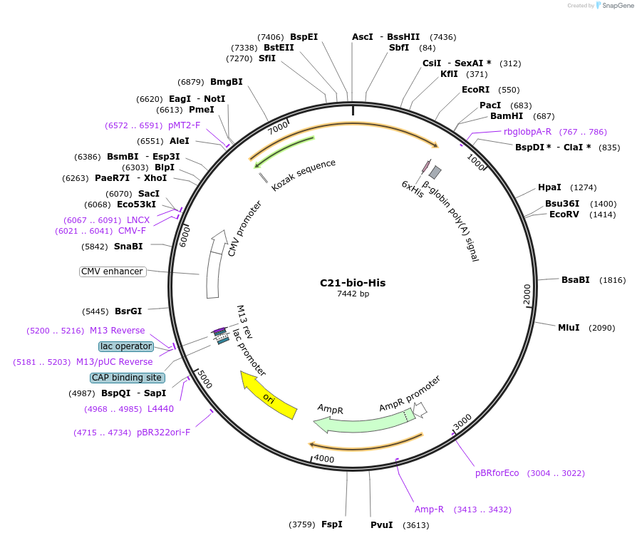 53405-plasmid-map-sequence-id-83181