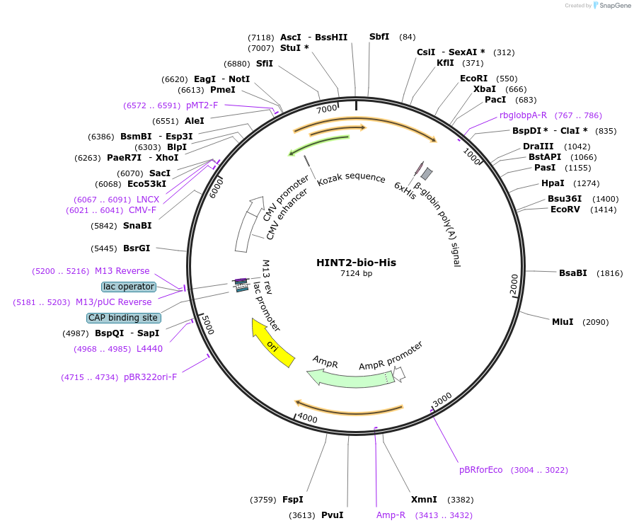 53406-plasmid-map-sequence-id-83184
