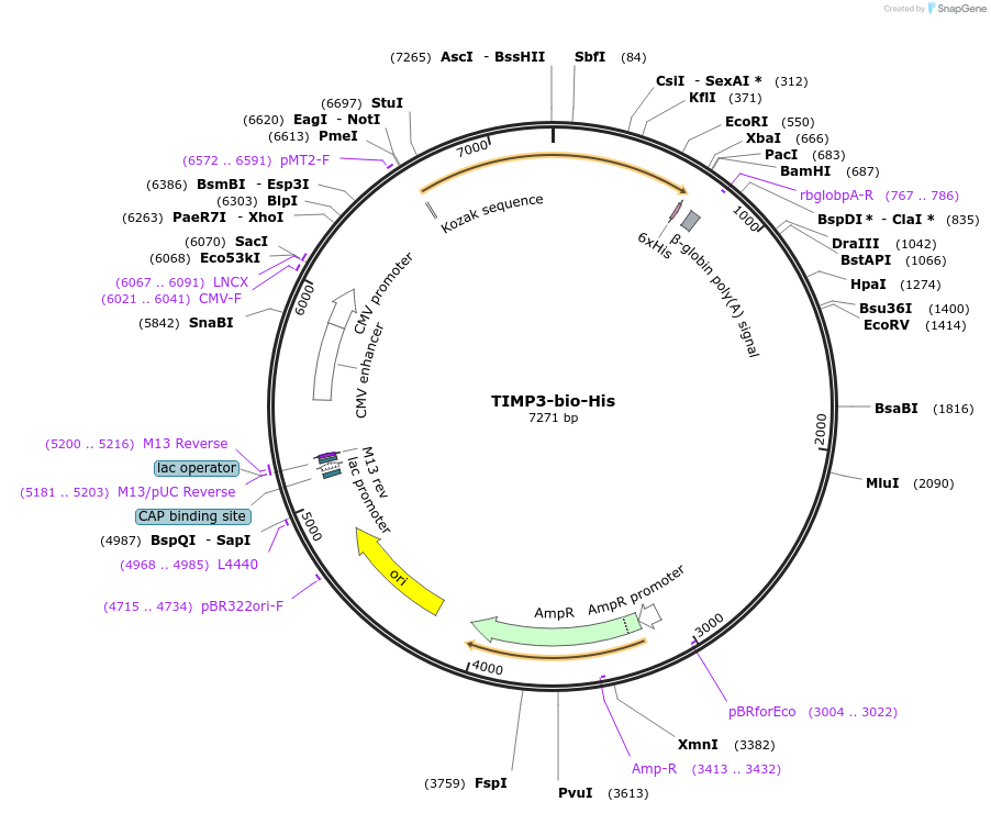 53418-plasmid-map-sequence-id-83208