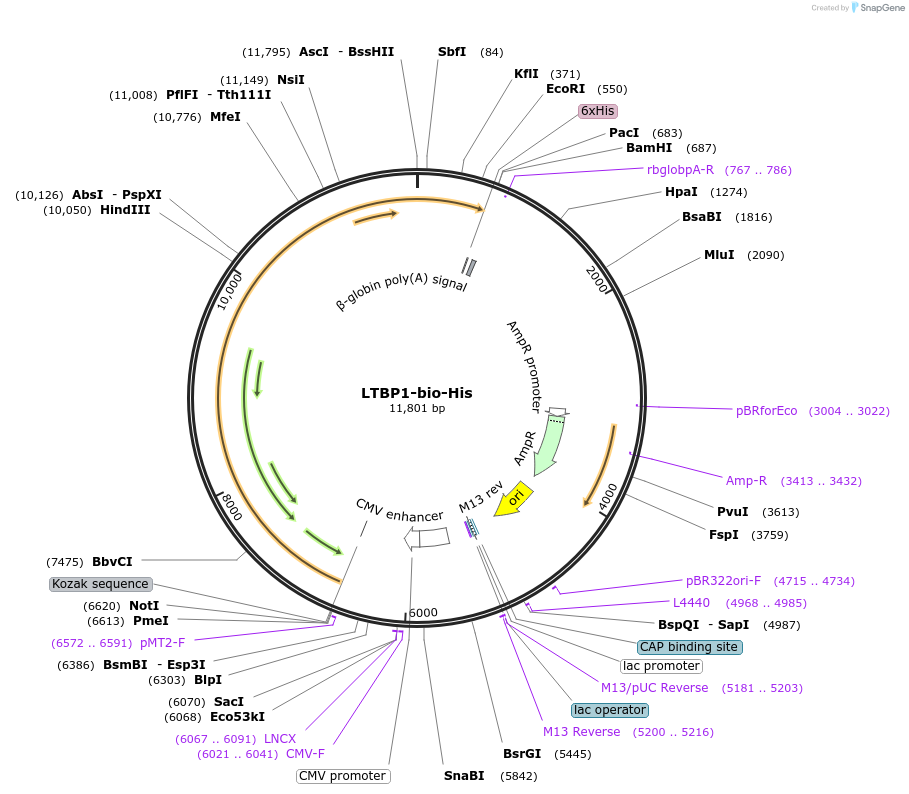 53421-plasmid-map-sequence-id-83210