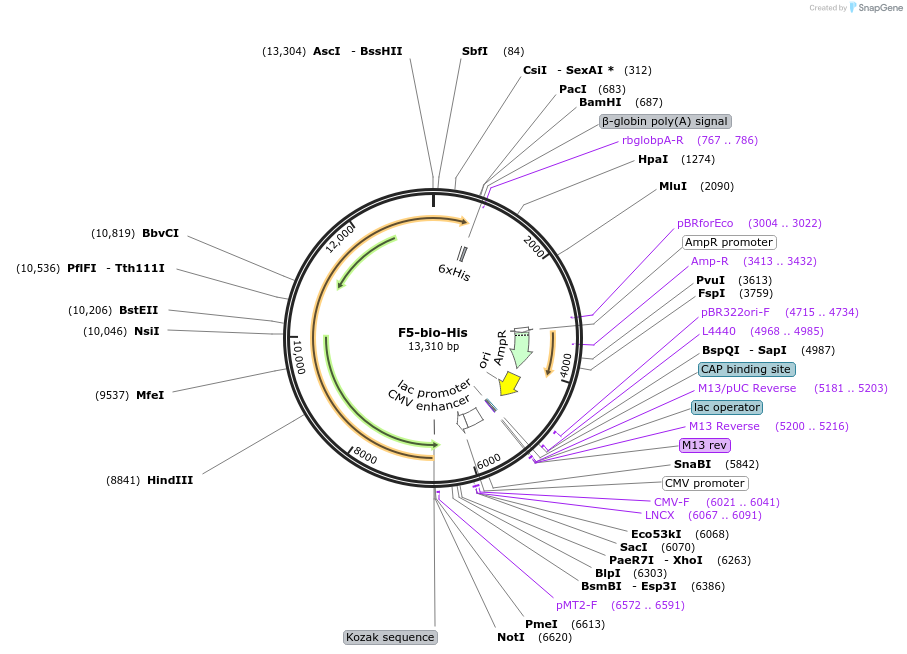 53426-plasmid-map-sequence-id-83215