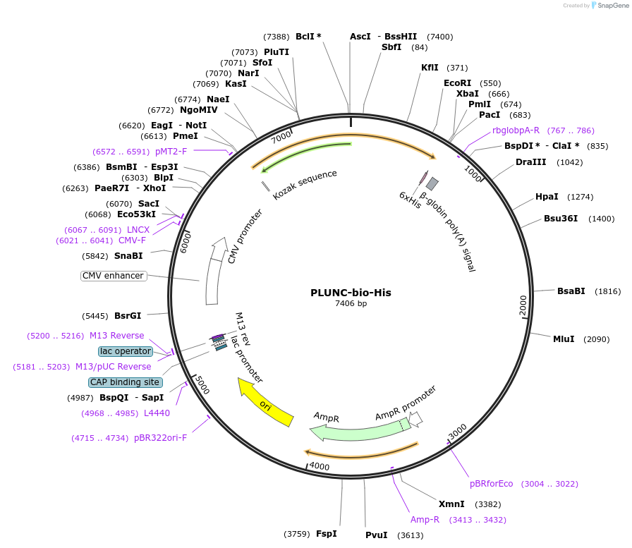 53428-plasmid-map-sequence-id-83218