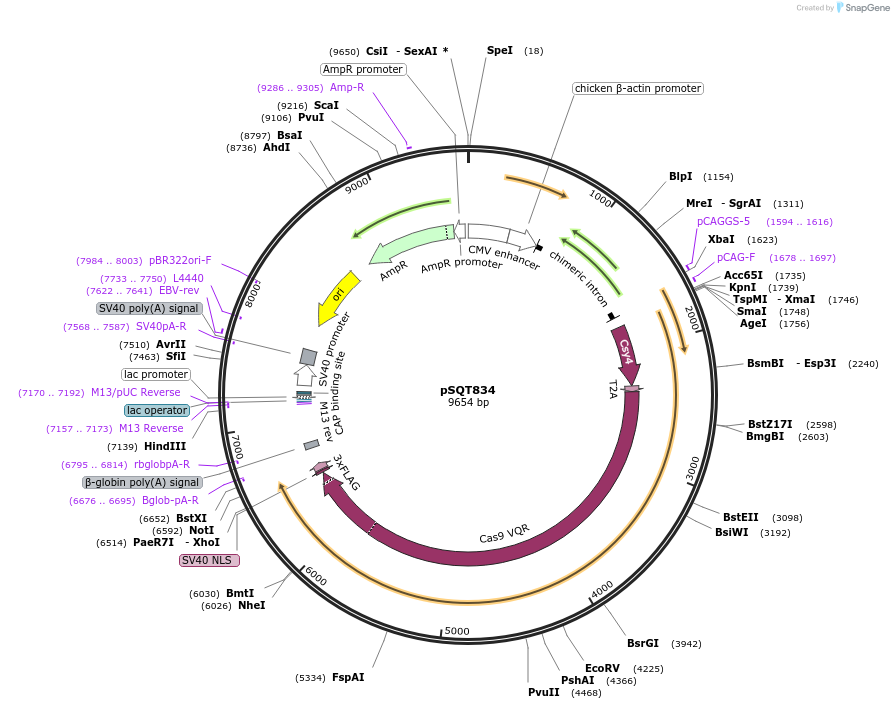 53371-plasmid-map-sequence-id-83238