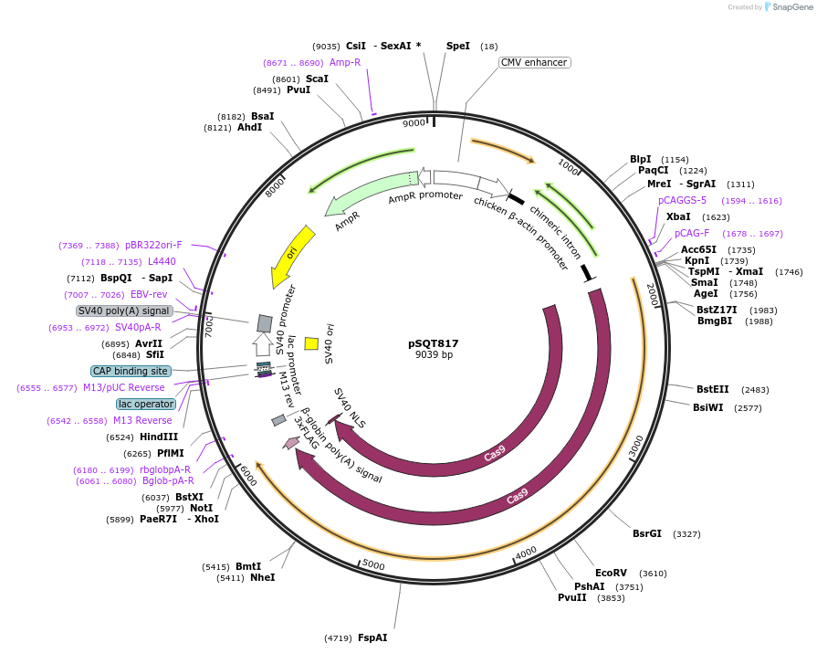 53373-plasmid-map-sequence-id-83241