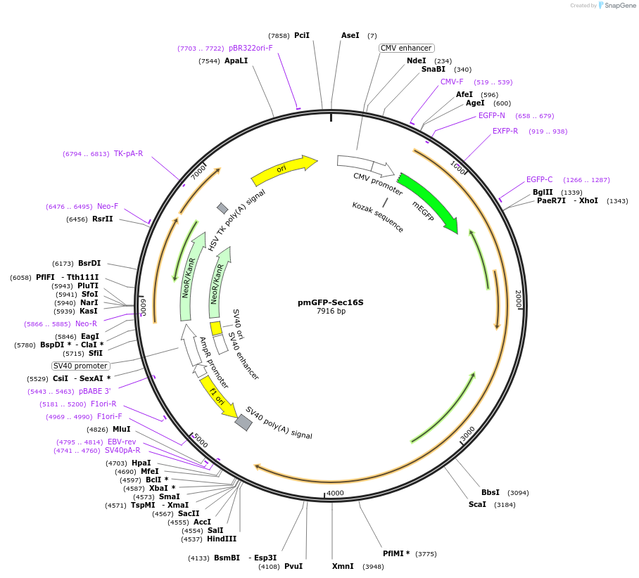 15775-plasmid-map-sequence-id-8329