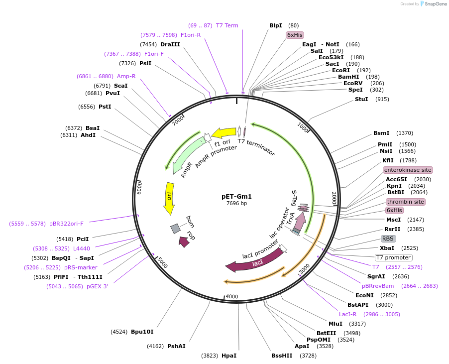 53528-plasmid-map-sequence-id-83360