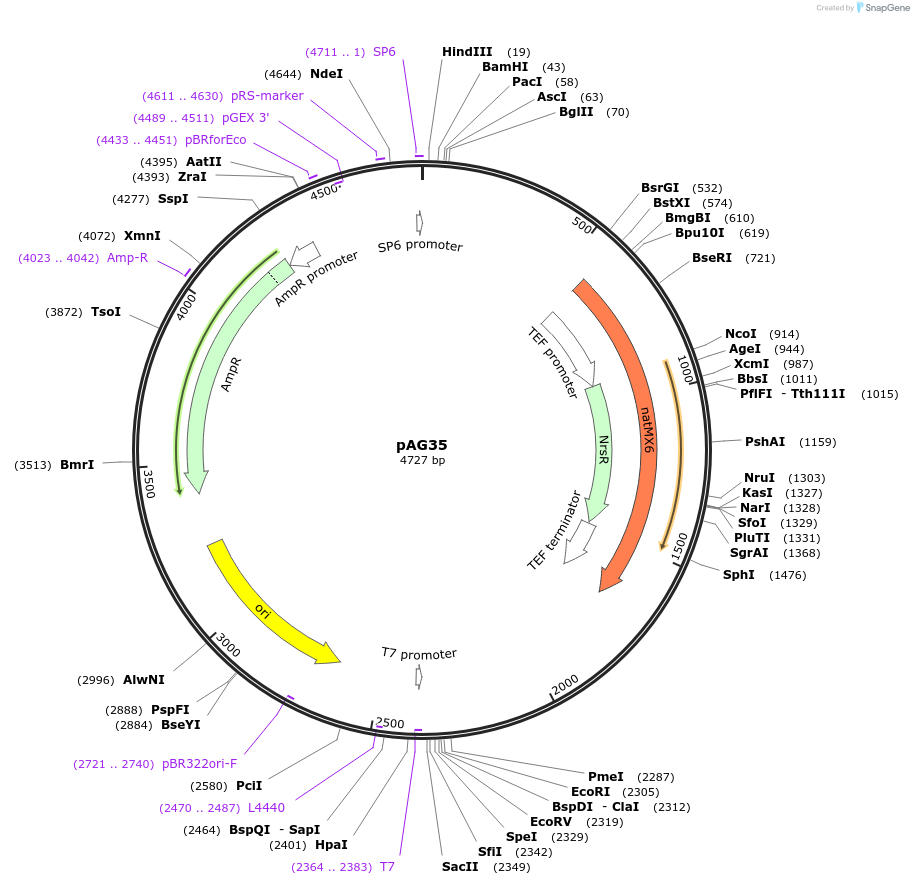 35123-plasmid-map-sequence-id-83375