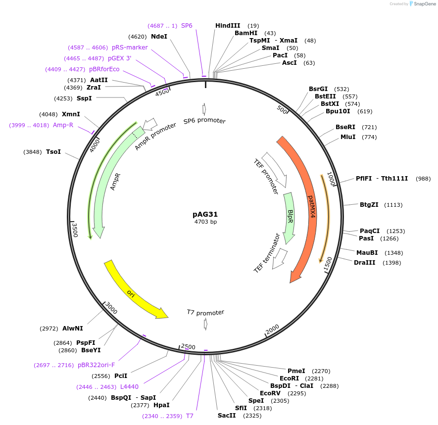 35124-plasmid-map-sequence-id-83376