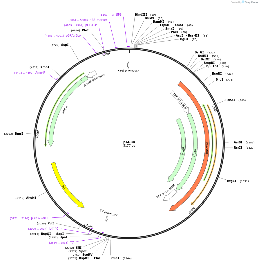 35125-plasmid-map-sequence-id-83377