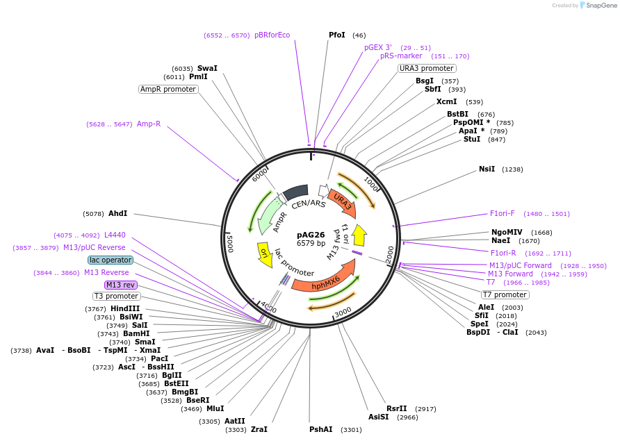 35127-plasmid-map-sequence-id-83379