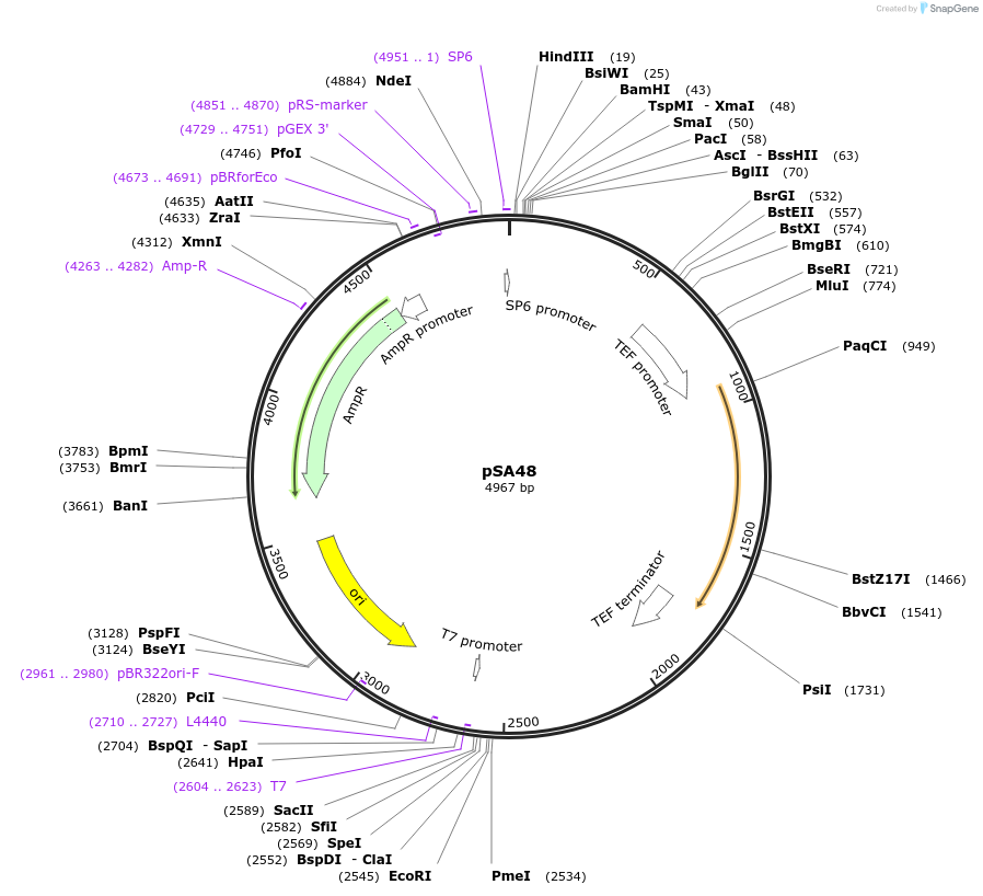 35112-plasmid-map-sequence-id-83382