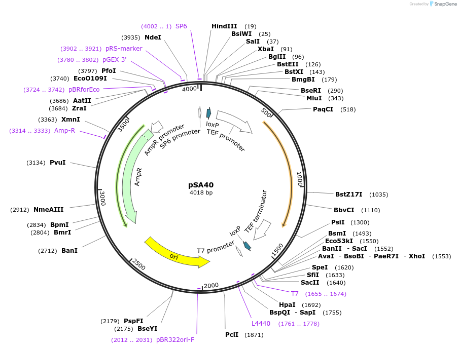 35114-plasmid-map-sequence-id-83384