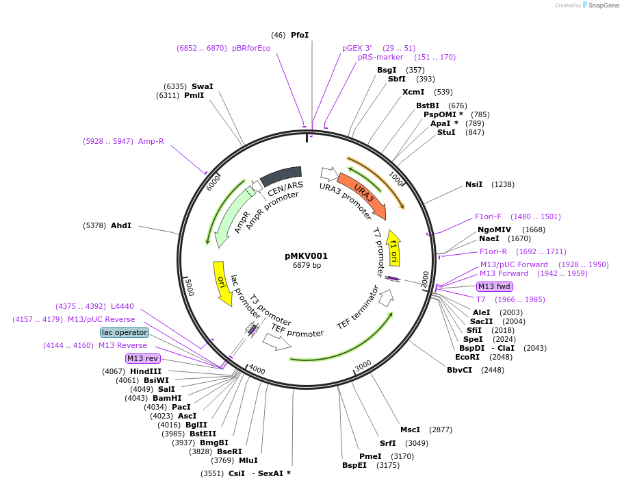 35107-plasmid-map-sequence-id-83390