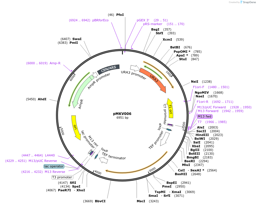 35109-plasmid-map-sequence-id-83391