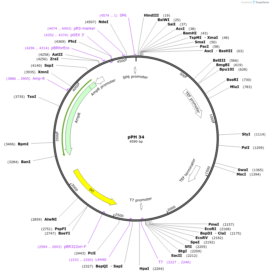 35098-plasmid-map-sequence-id-83392