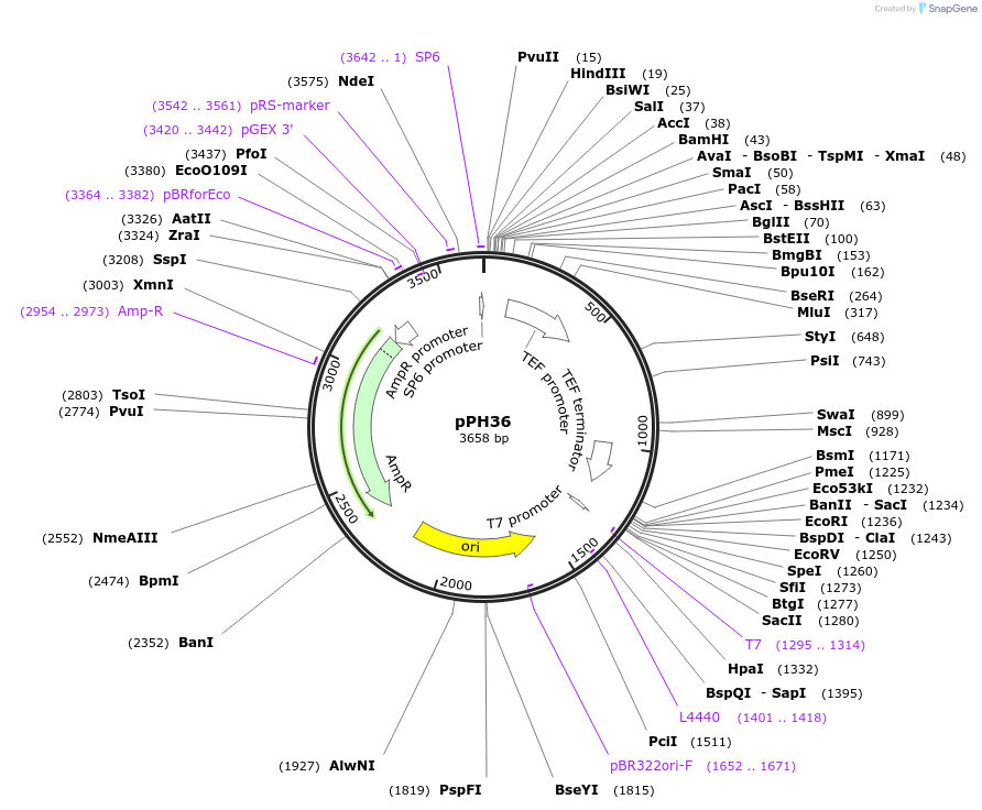 35101-plasmid-map-sequence-id-83394