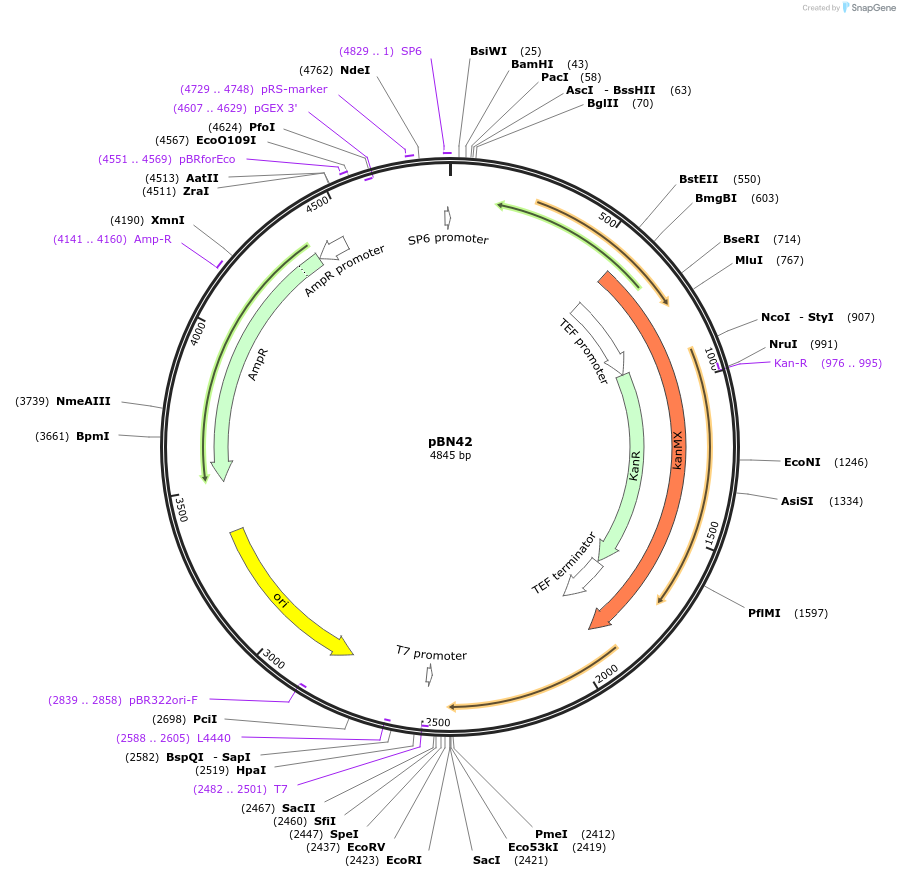 35103-plasmid-map-sequence-id-83396