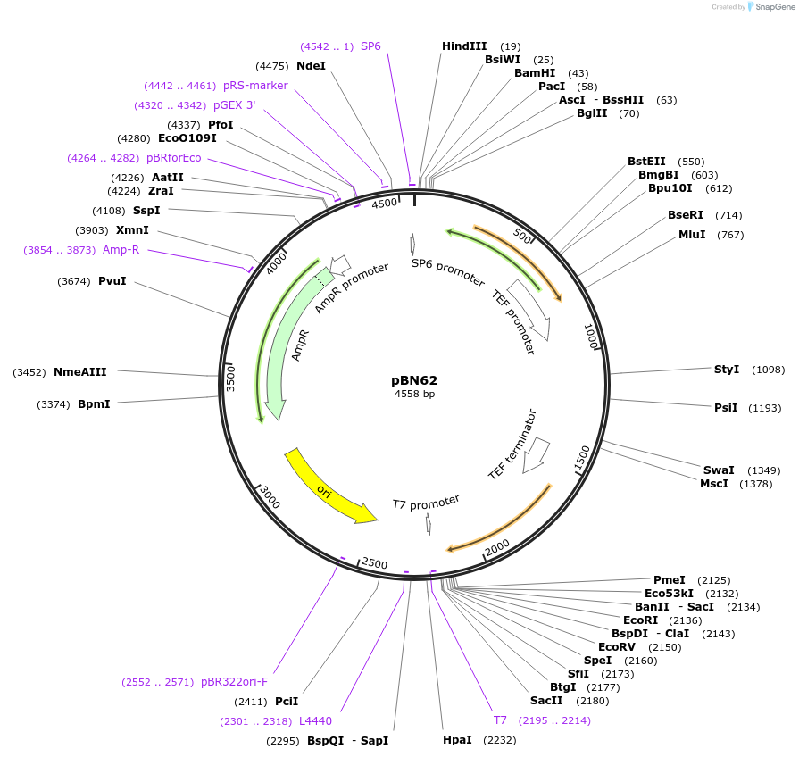 35105-plasmid-map-sequence-id-83398