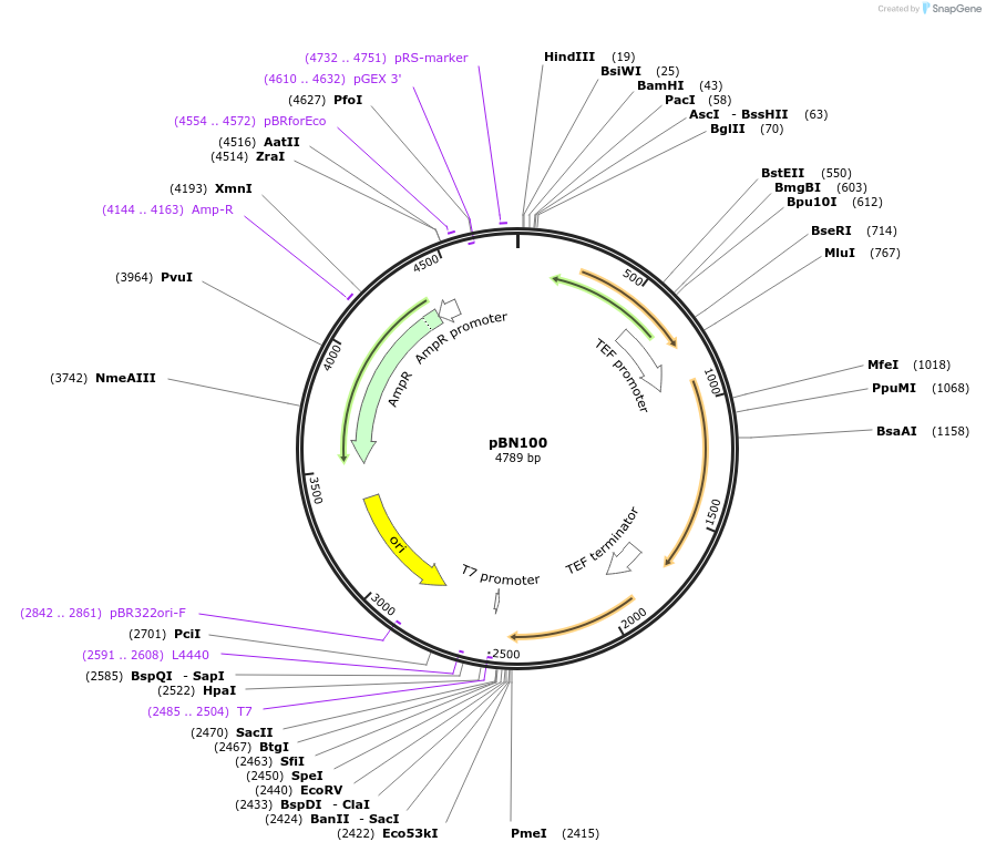 35106-plasmid-map-sequence-id-83399