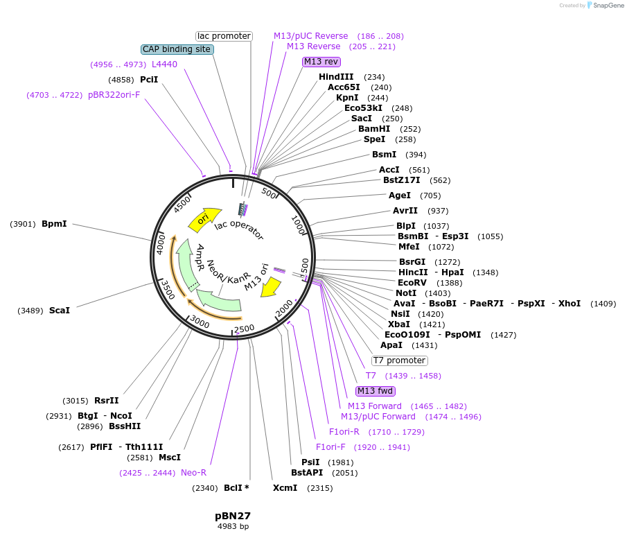35120-plasmid-map-sequence-id-83400