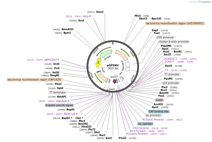 53537-plasmid-map-sequence-id-83418