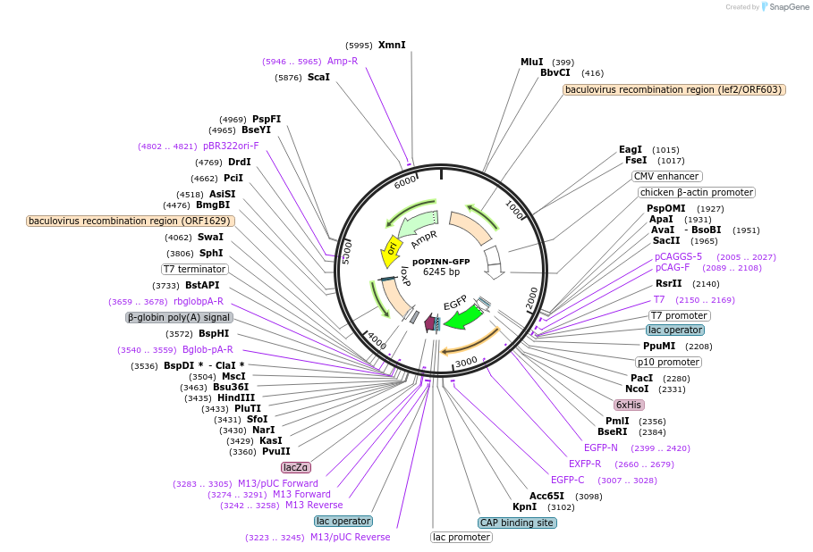 53541-plasmid-map-sequence-id-83419