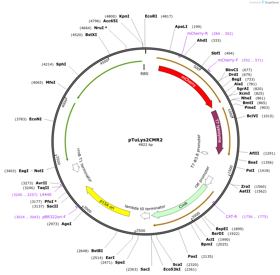 53544-plasmid-map-sequence-id-83437
