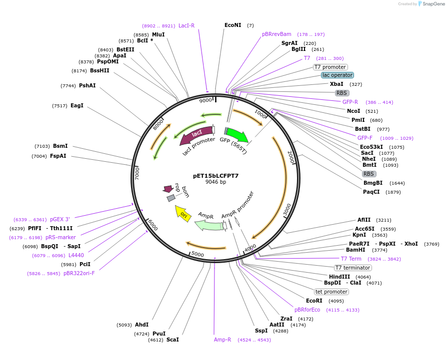 53545-plasmid-map-sequence-id-83442