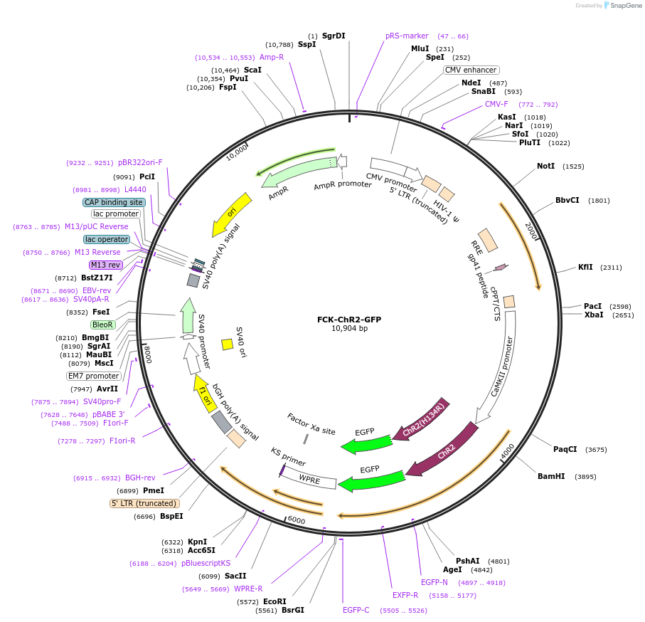 15814-plasmid-map-sequence-id-8364