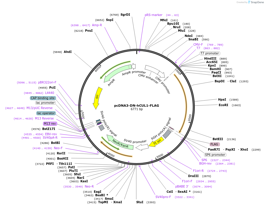 15818-plasmid-map-sequence-id-8365