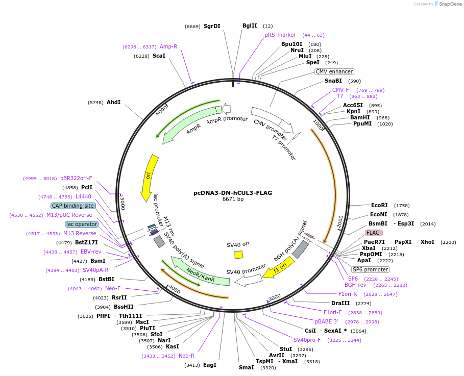 15820-plasmid-map-sequence-id-8367
