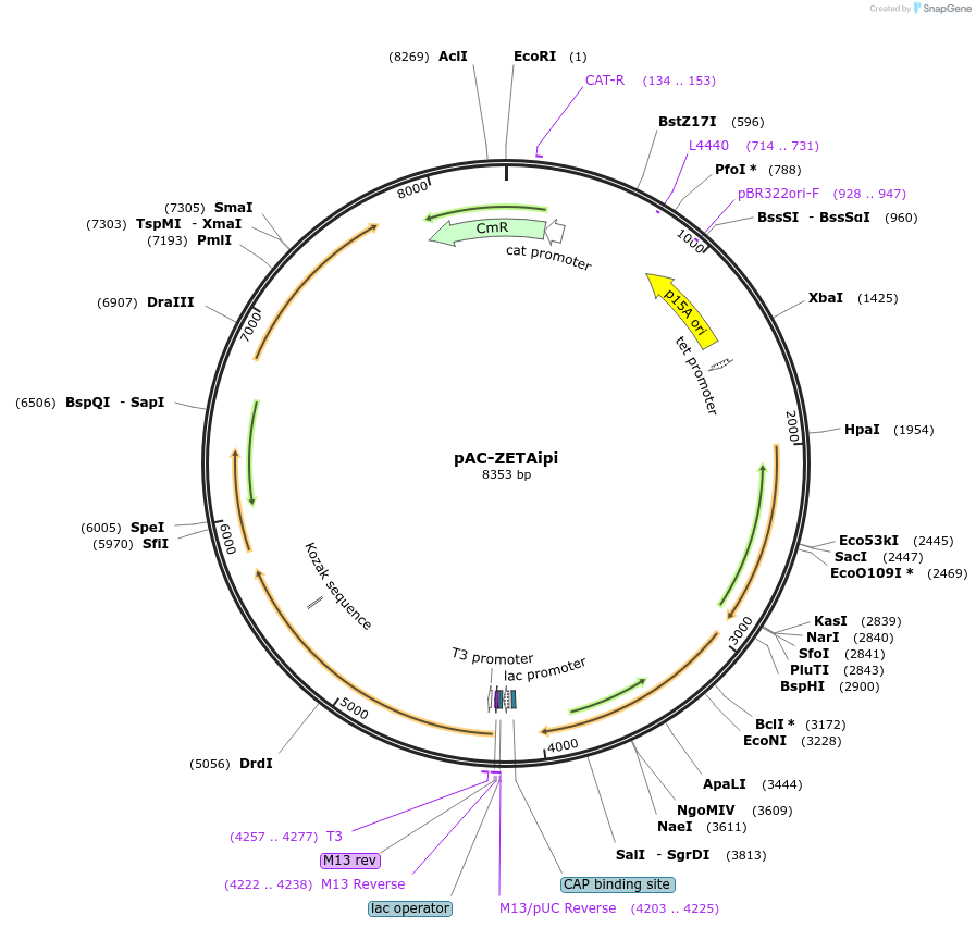 53284-plasmid-map-sequence-id-83691