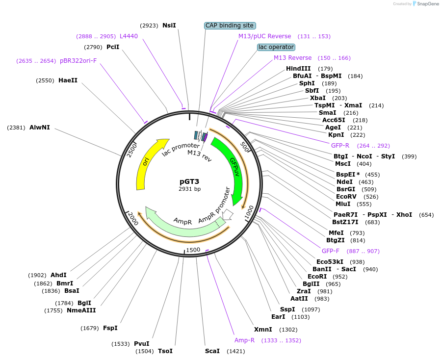 15825-plasmid-map-sequence-id-8371