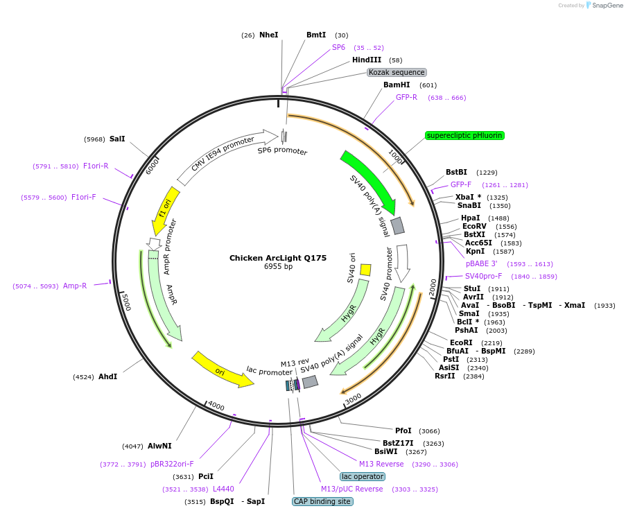 53566-plasmid-map-sequence-id-83733