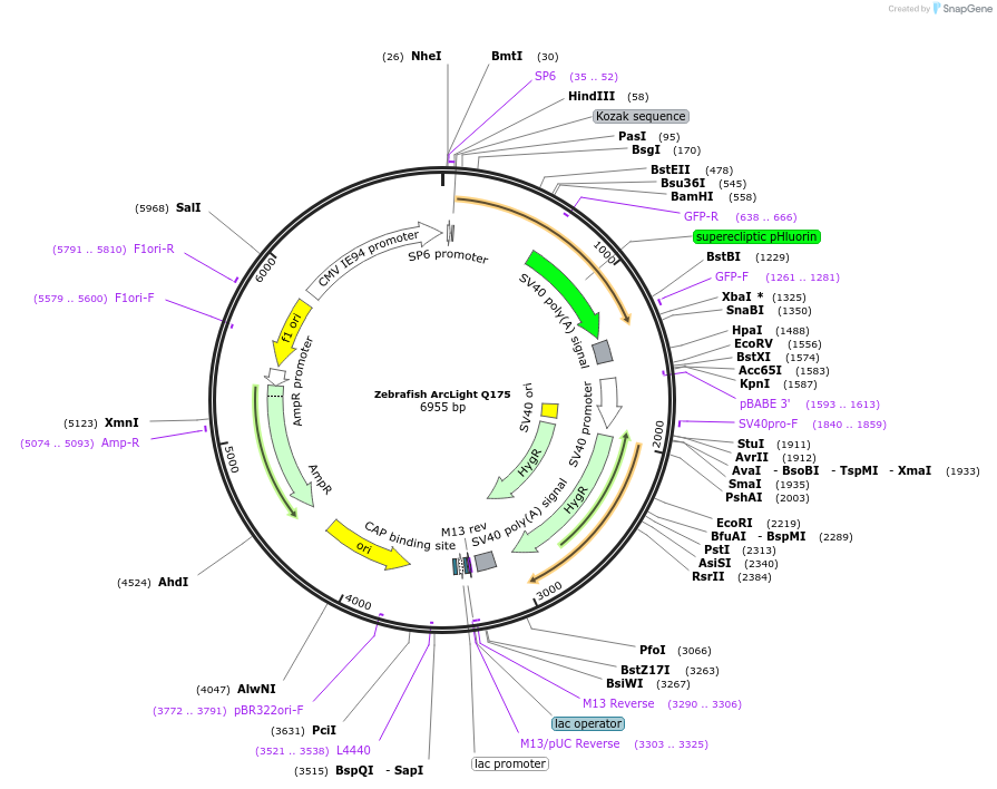 53616-plasmid-map-sequence-id-83742