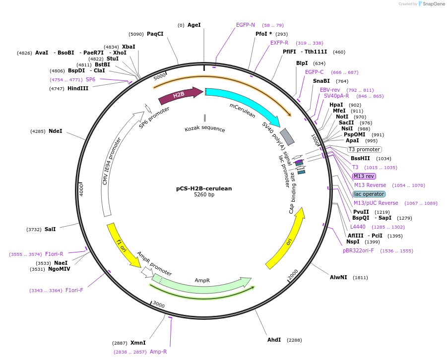 53748-plasmid-map-sequence-id-83988