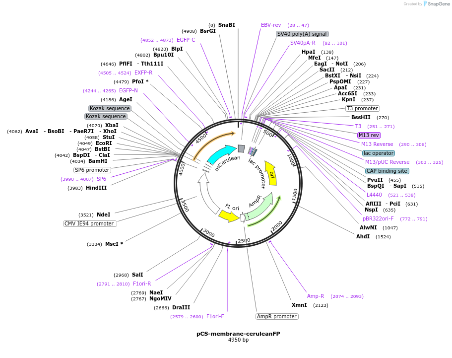 53749-plasmid-map-sequence-id-83989
