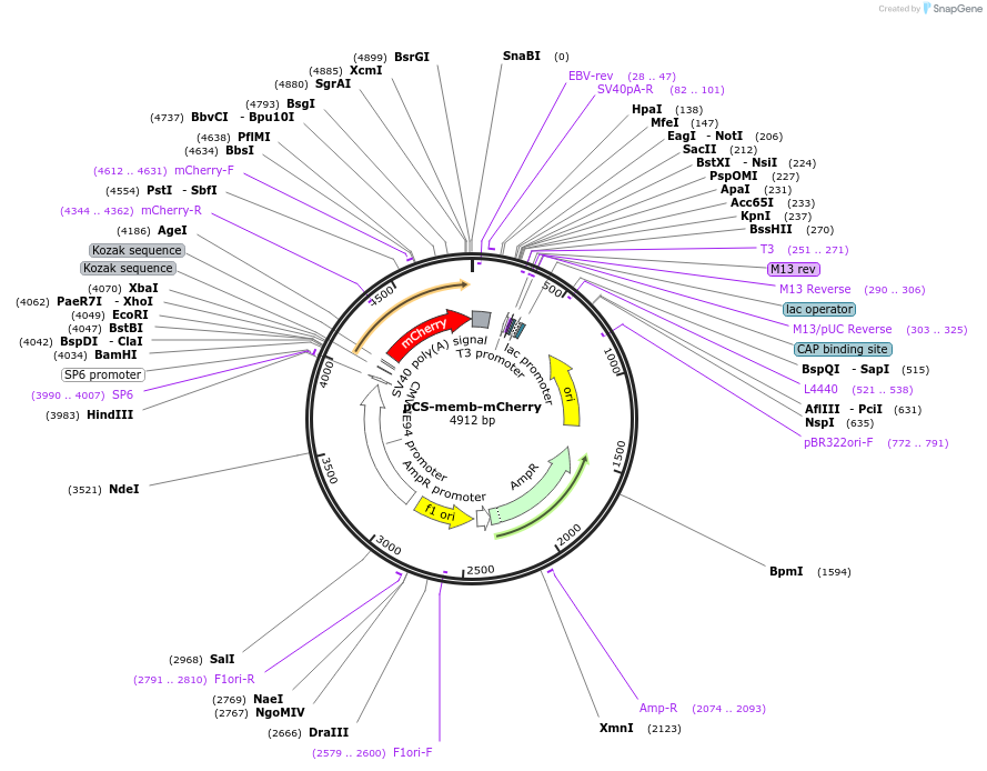 53750-plasmid-map-sequence-id-83990