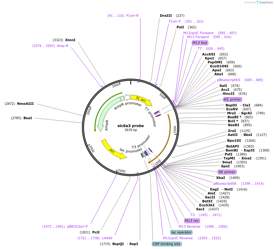 53764-plasmid-map-sequence-id-84011